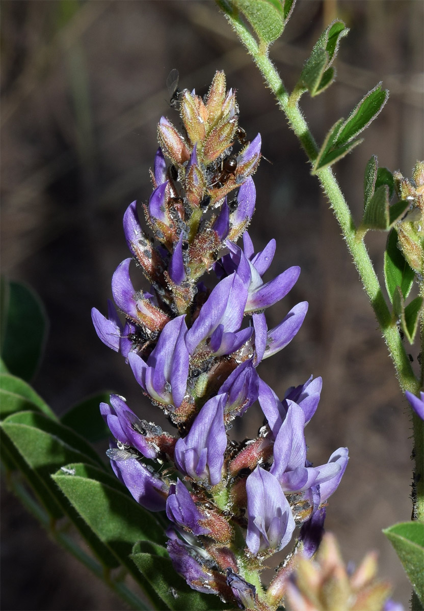 Изображение особи Glycyrrhiza nadezhinae.