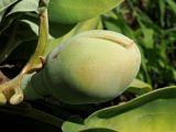 genus Magnolia