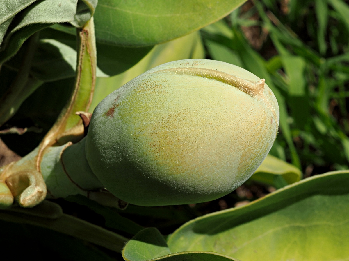 Изображение особи род Magnolia.