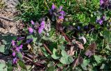 Lamium purpureum