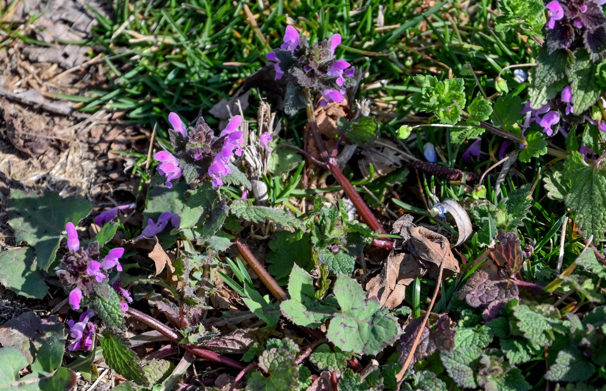 Image of Lamium purpureum specimen.