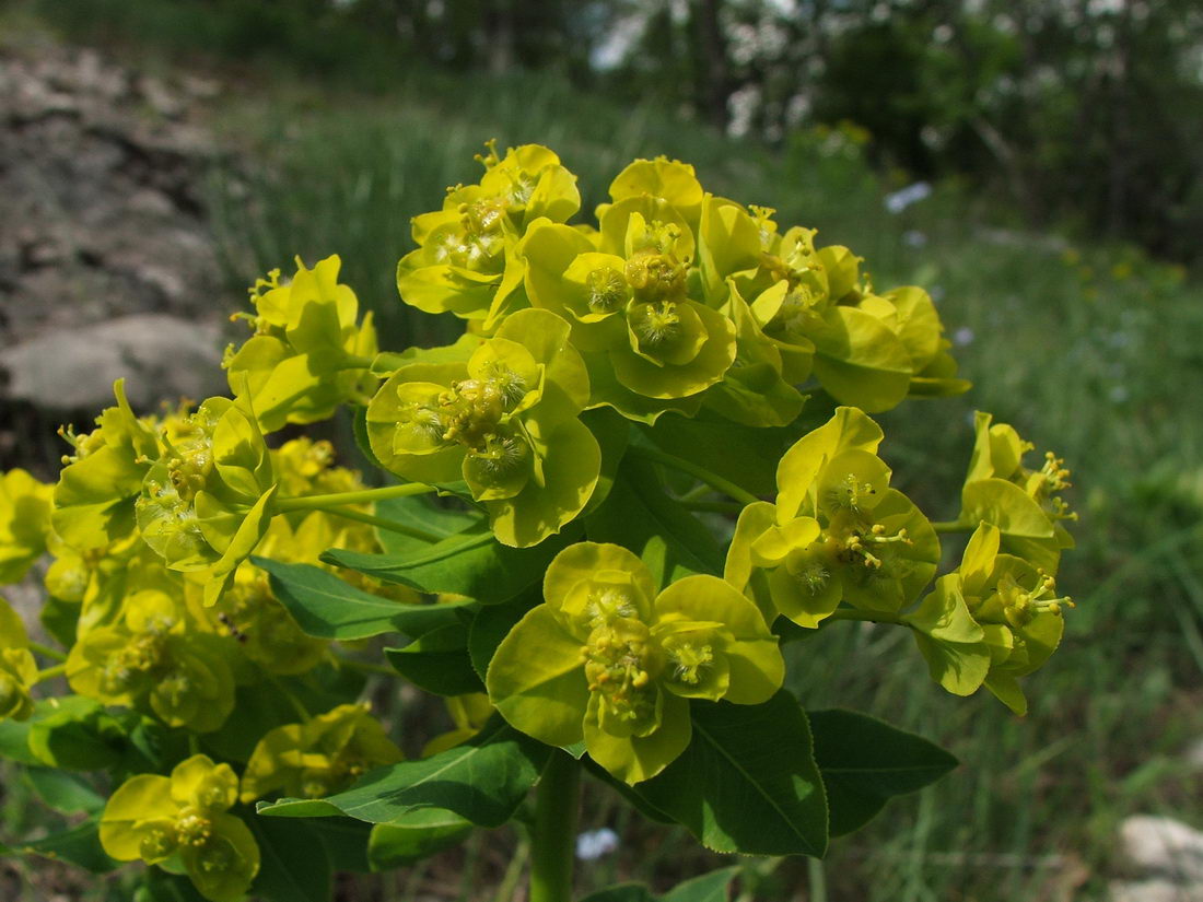 Изображение особи Euphorbia tauricola.