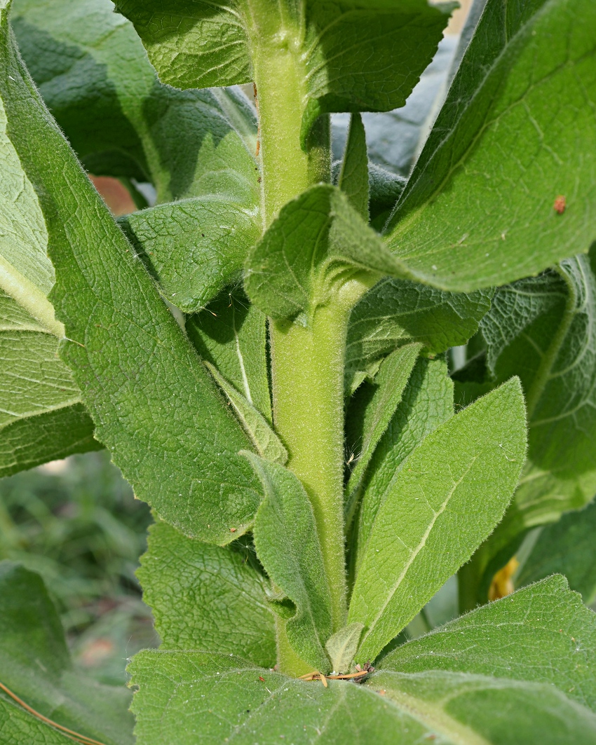 Изображение особи Verbascum phlomoides.