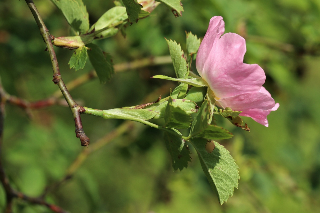 Image of genus Rosa specimen.