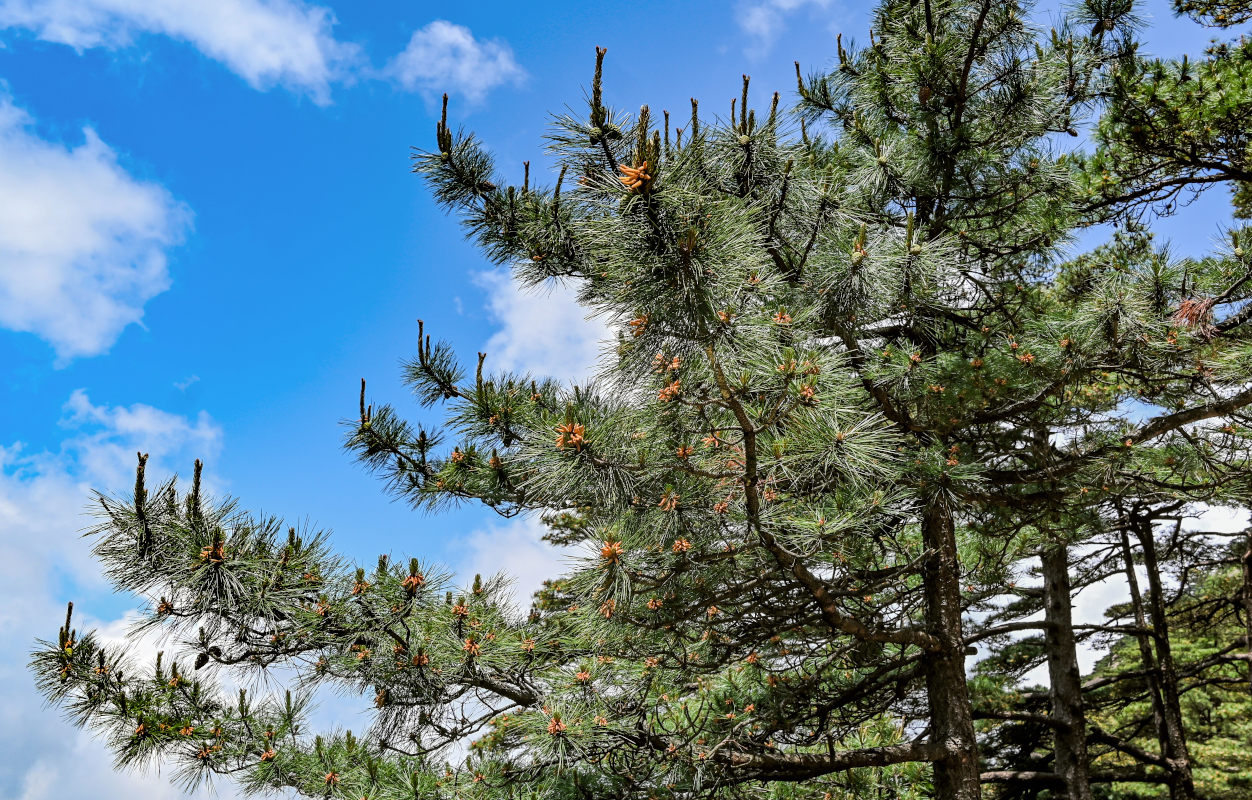 Image of Pinus taiwanensis specimen.
