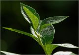 Vaccinium corymbosum. Верхушка побега. Московская обл., Раменский р-н, окр. дер. Хрипань, садовый участок. 13.07.2025.