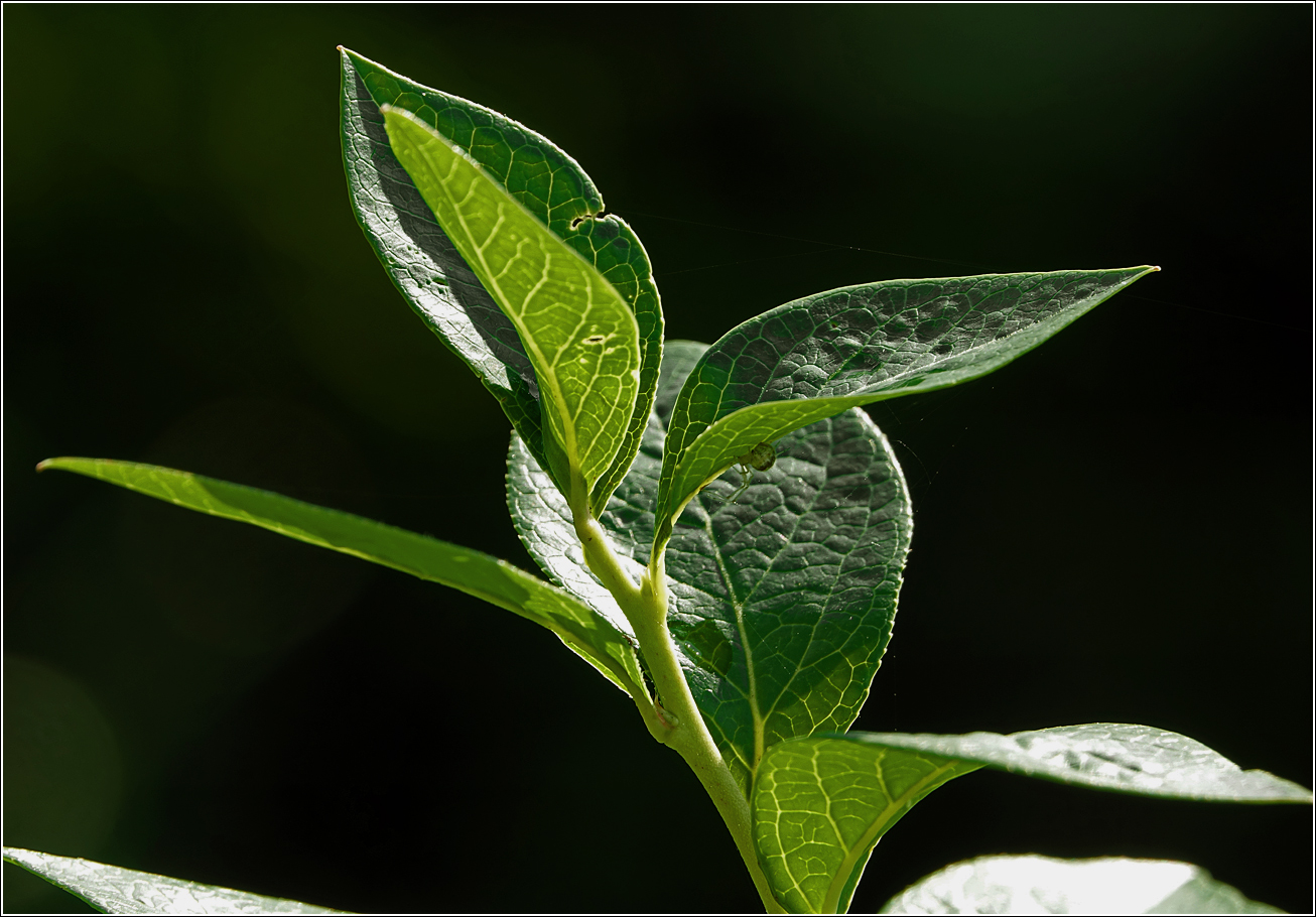 Изображение особи Vaccinium corymbosum.