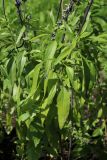 Salvia farinacea. Листья. Санкт-Петербург, Кировский р-н, цветник, в культуре. 20.07.2025.