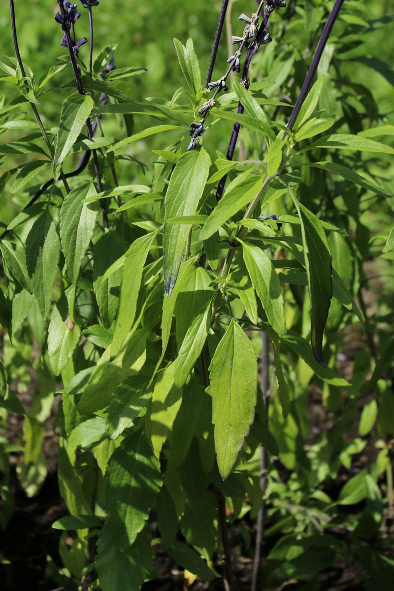 Изображение особи Salvia farinacea.