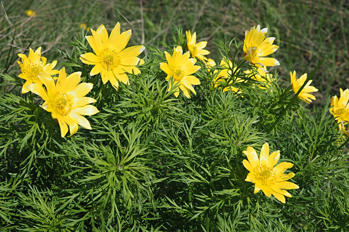 Image of Adonis volgensis specimen.