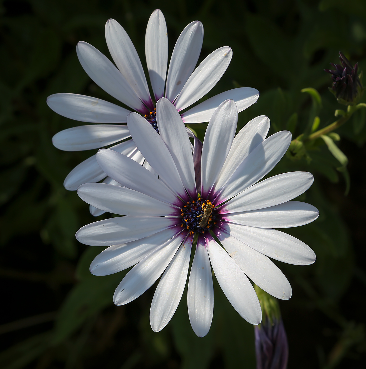 Изображение особи Dimorphotheca ecklonis.