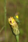 Image of taxon representative. Author is Дмитрий Орешкин