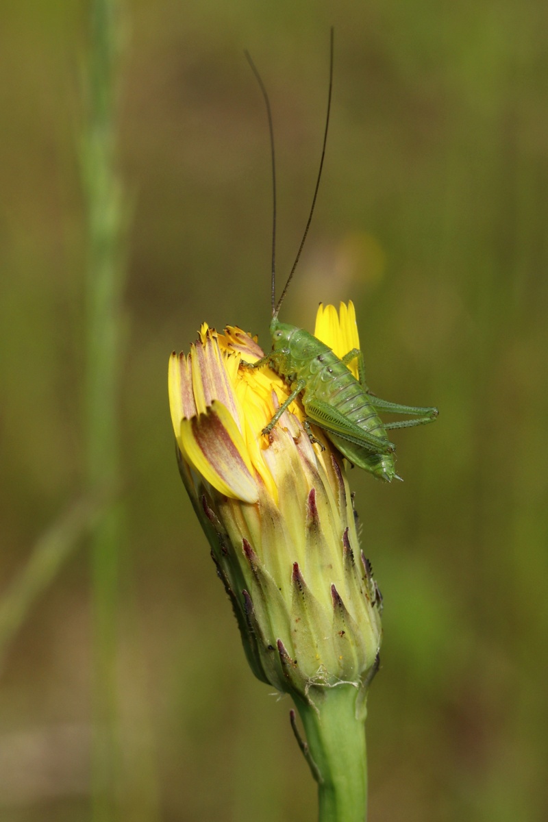Image of Hypochaeris radicata specimen.