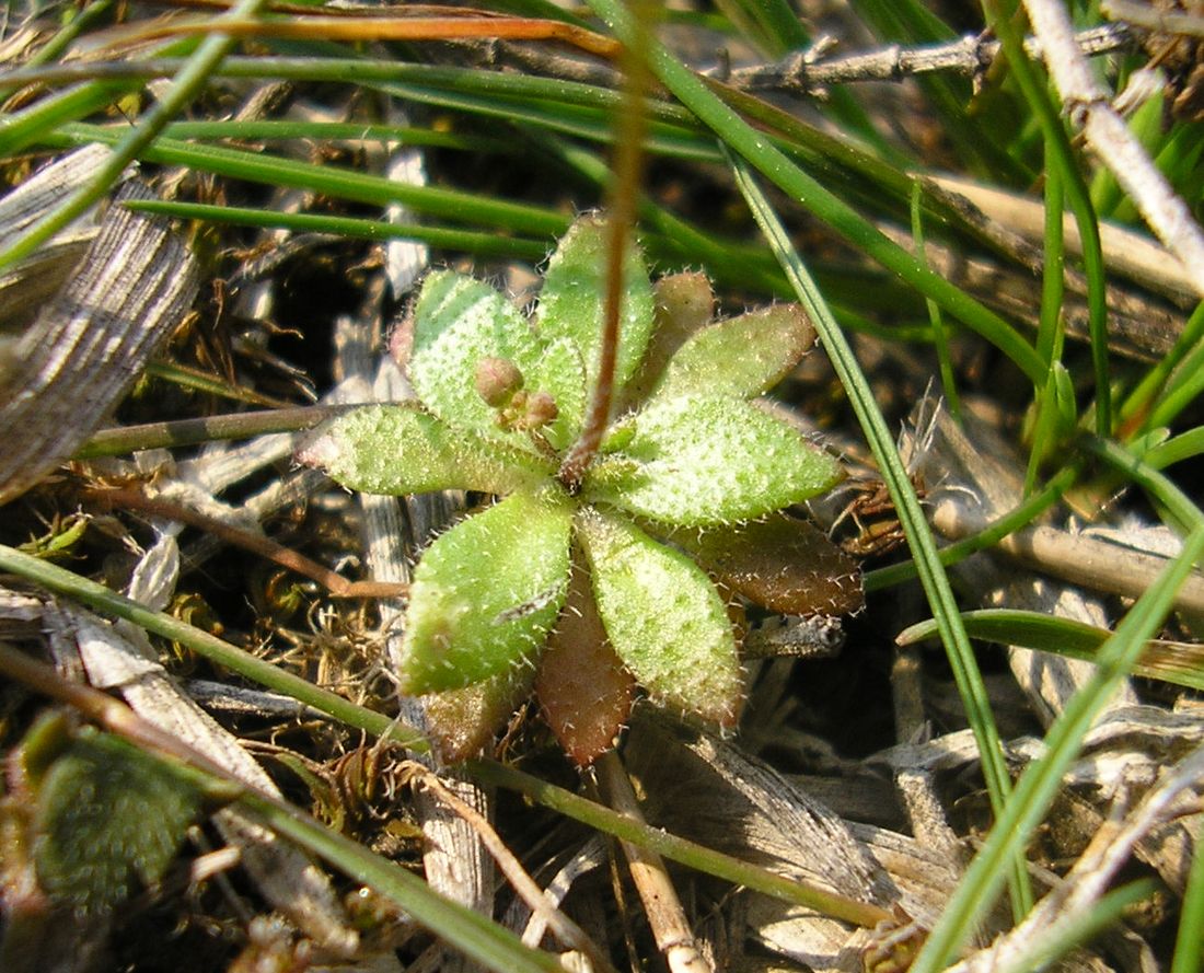 Image of Erophila verna specimen.