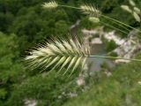 Agropyron pinifolium. Верхушка побега с соцветием. Краснодарский край, Абинский р-н, окр. станицы Шапсугская, скальное обнажение на склоне к р. Адегой. 12.06.2017.