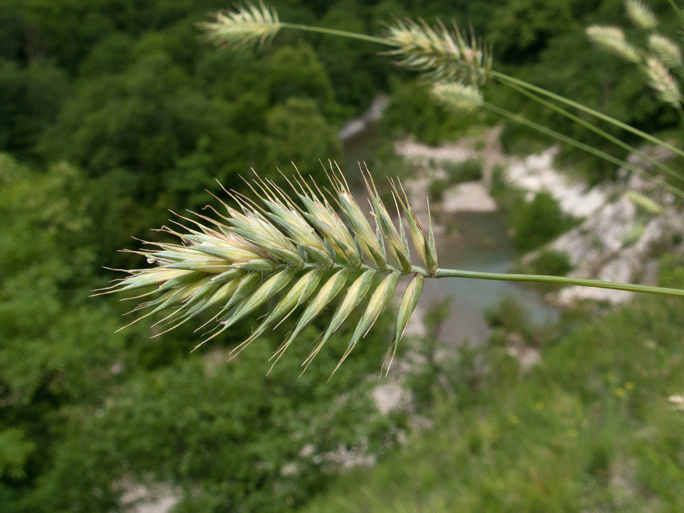 Image of Agropyron pinifolium specimen.