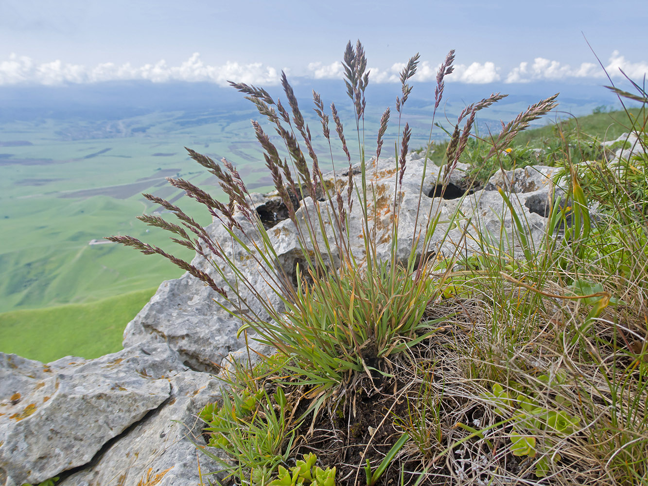 Image of genus Poa specimen.