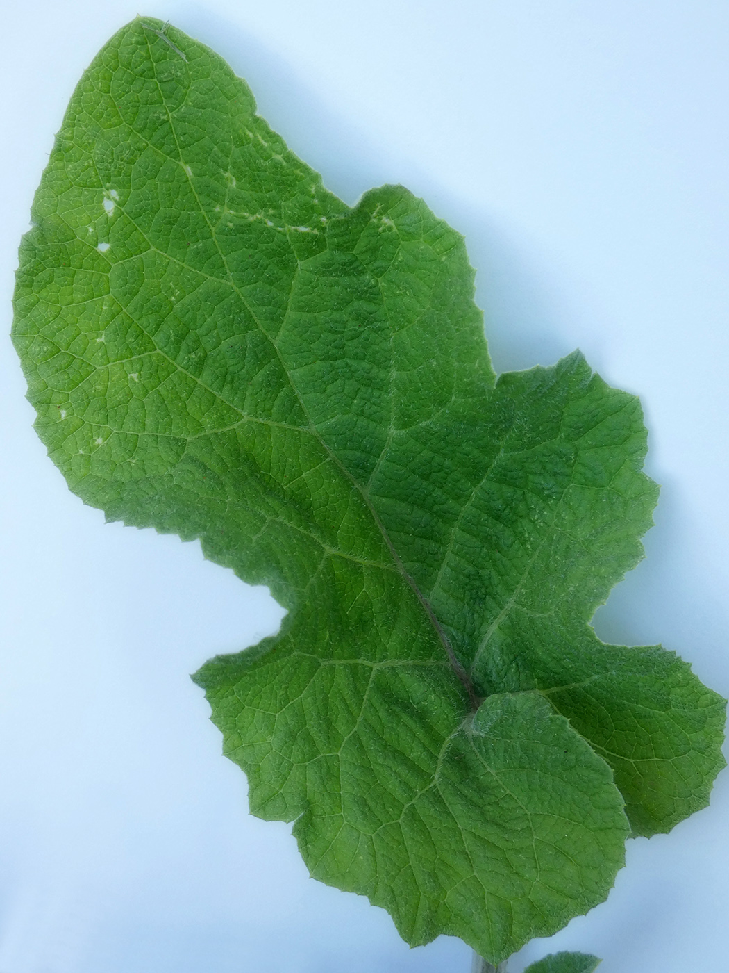 Image of Unknown species specimen.