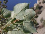 Tilia dasystyla. Верхушка побега (вид на абаксиальную поверхность листьев). ЮЗ Крым, окр. с. Резервное, хр. Биллер. 16.10.2025.
