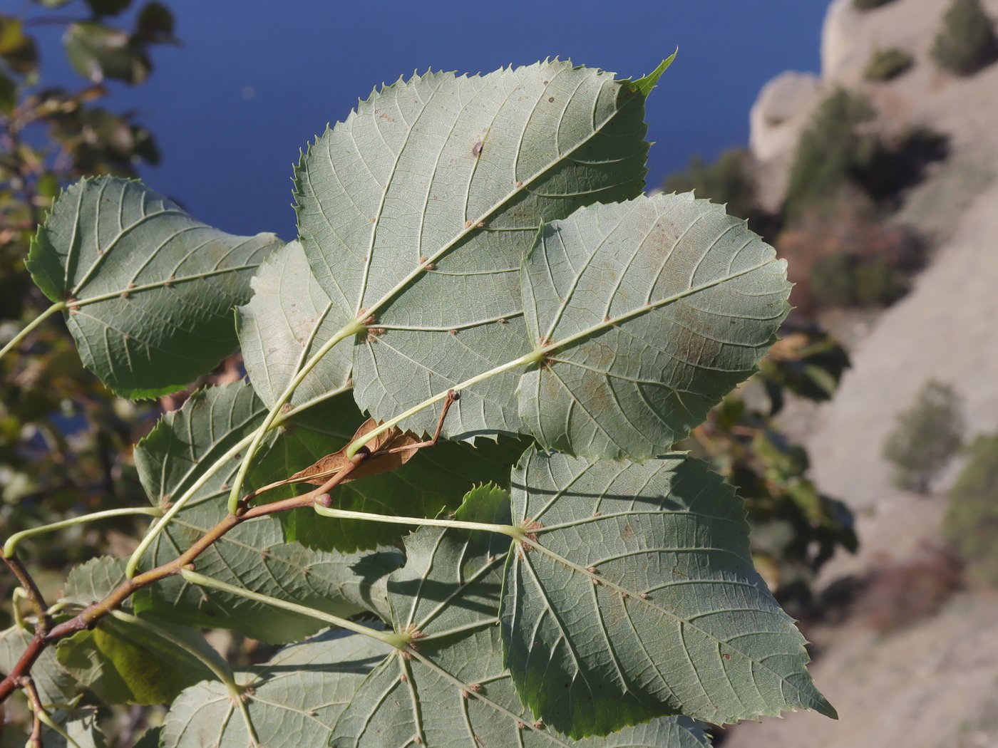 Изображение особи Tilia dasystyla.