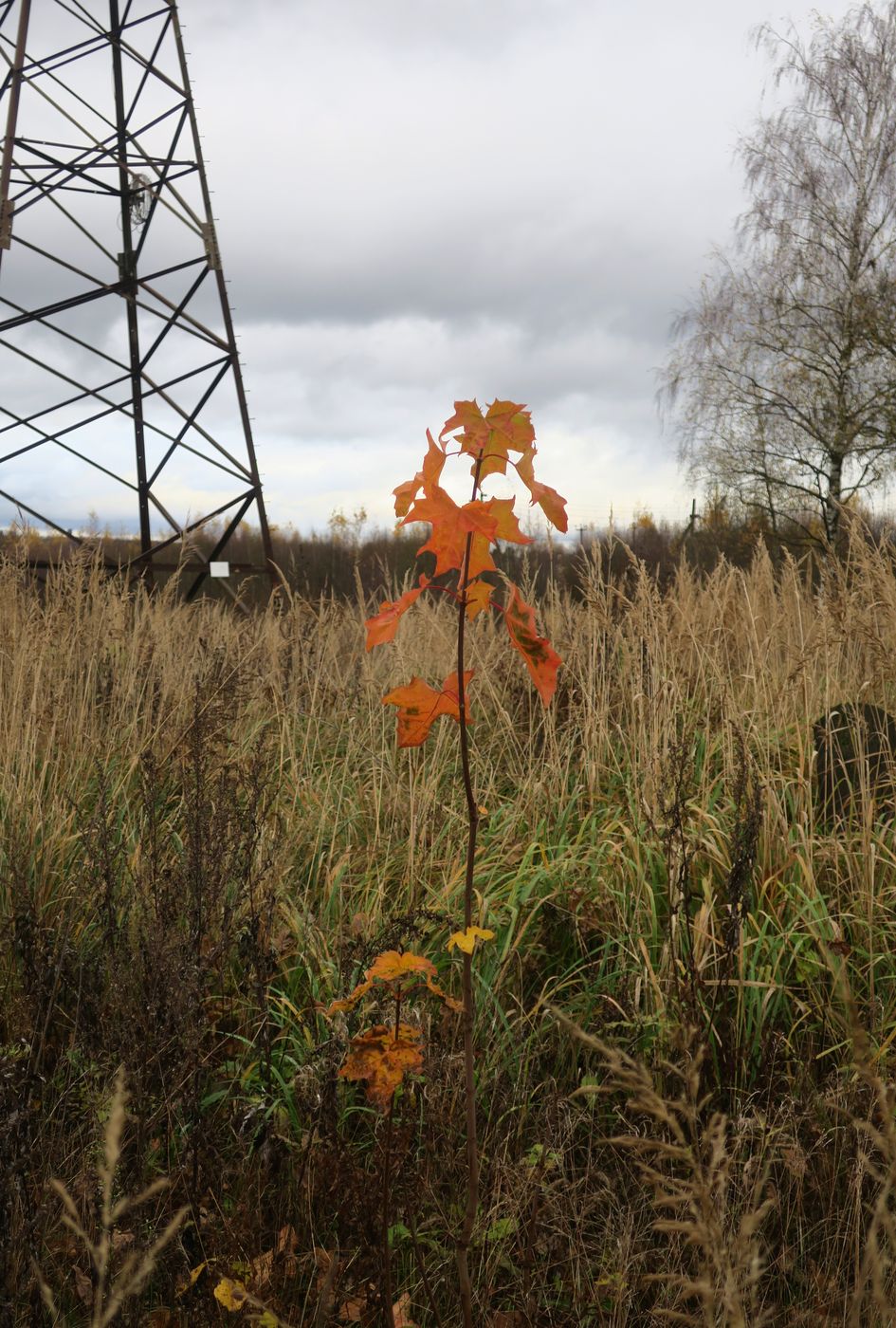 Изображение особи Acer platanoides.