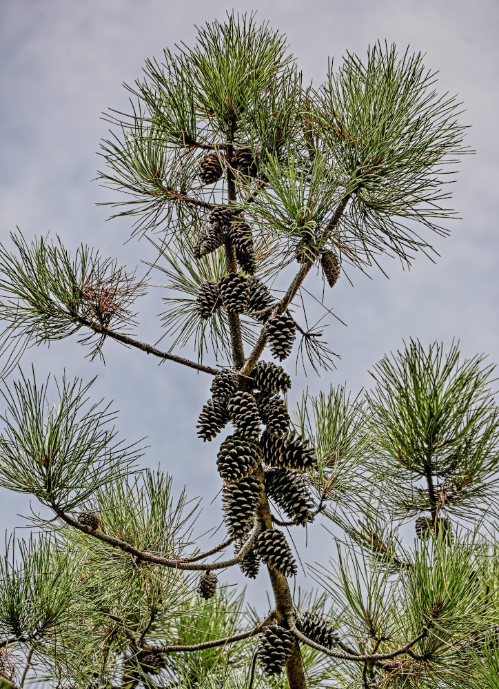 Изображение особи Pinus pinaster.
