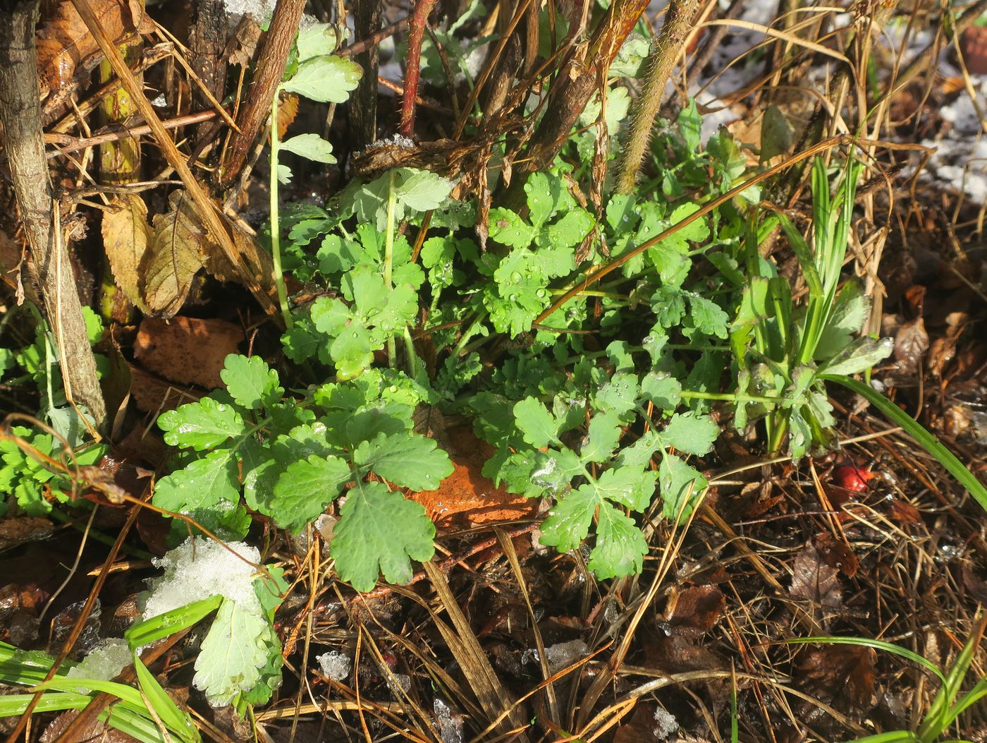 Image of Chelidonium majus specimen.