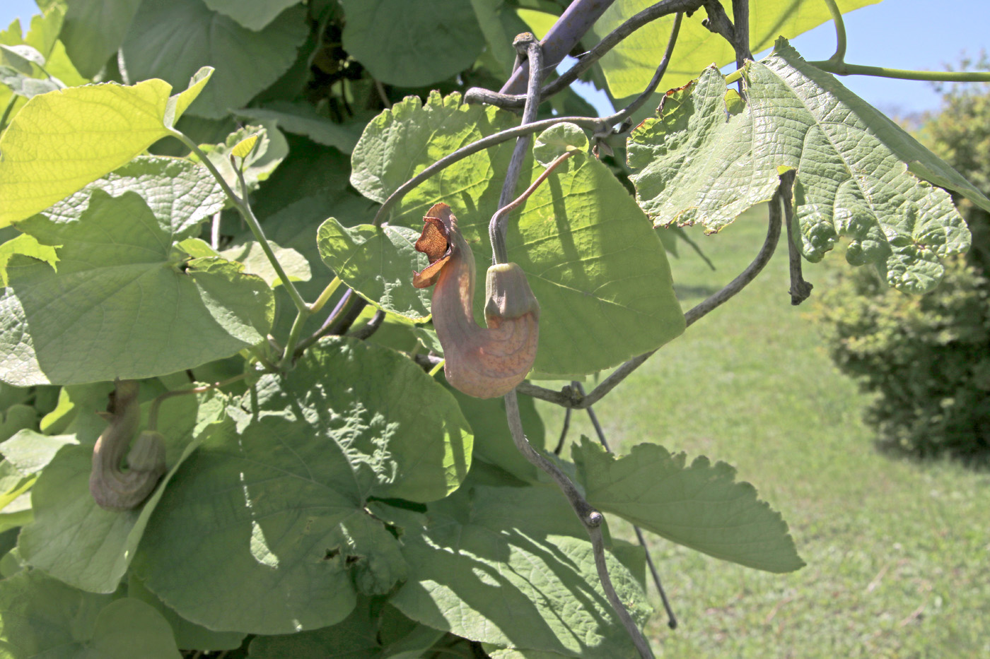 Image of Aristolochia manshuriensis specimen.