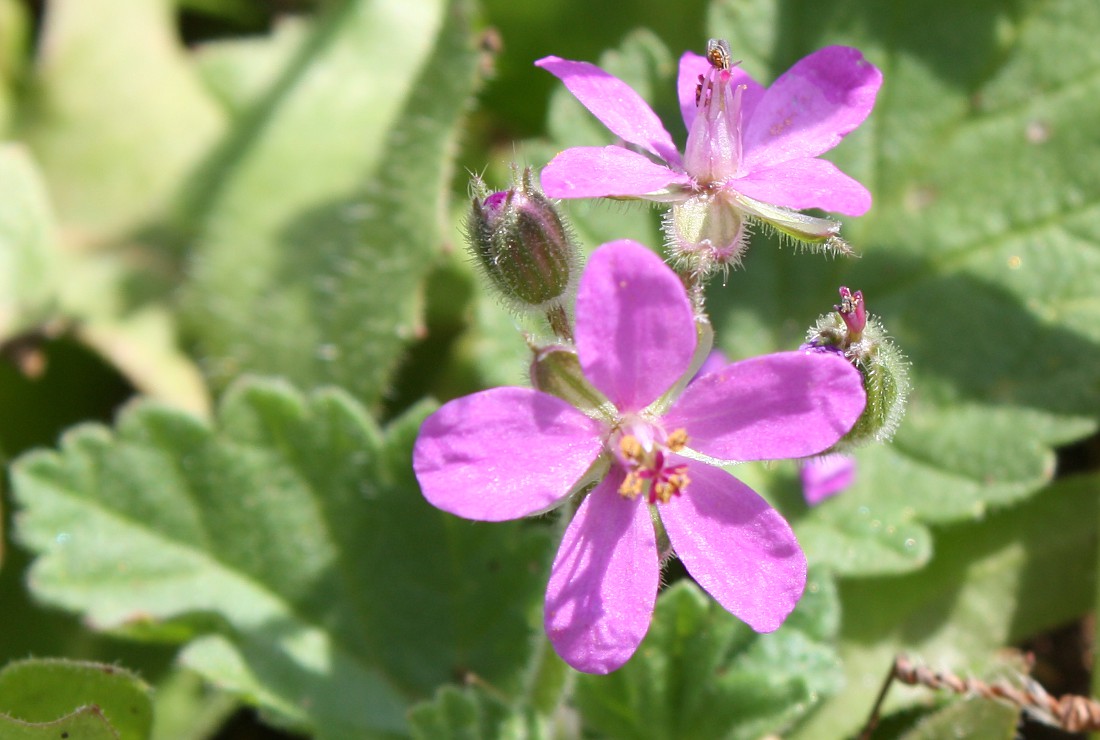 Image of Erodium malacoides specimen.