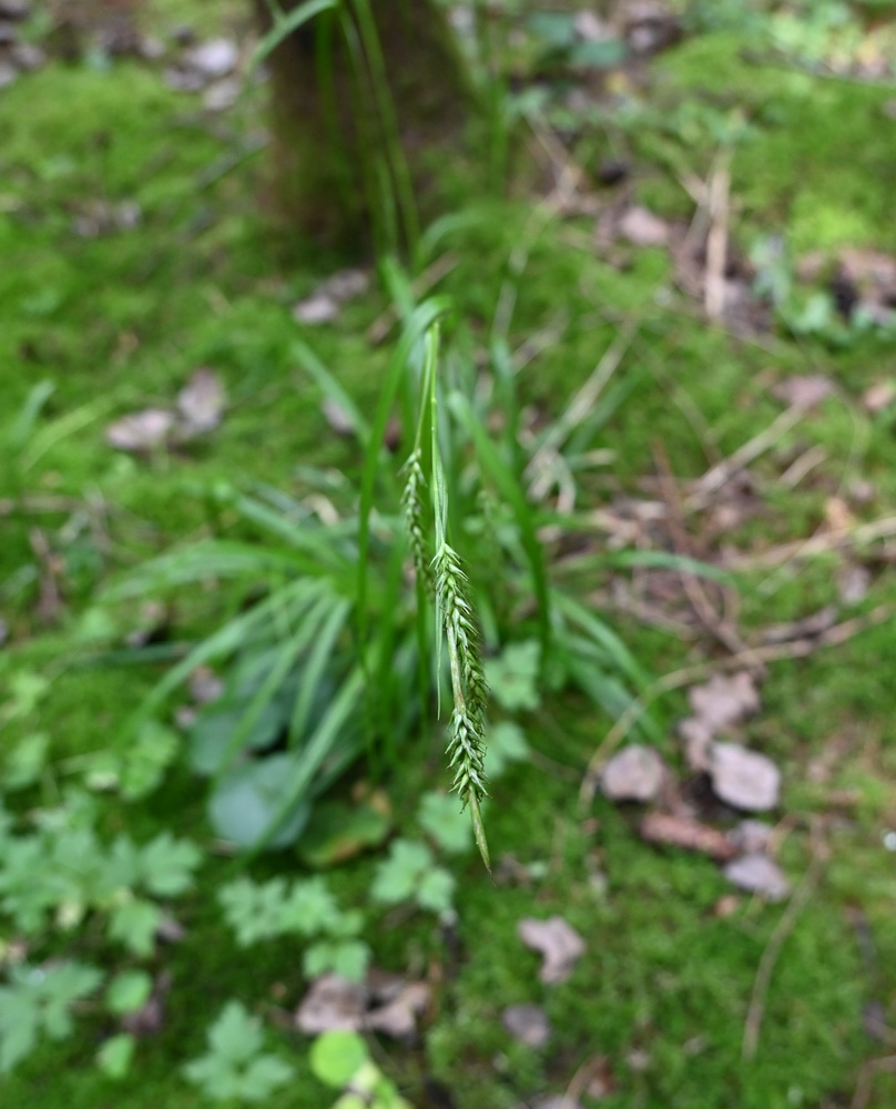 Изображение особи Carex sylvatica.