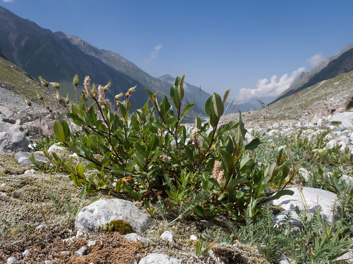 Изображение особи род Salix.