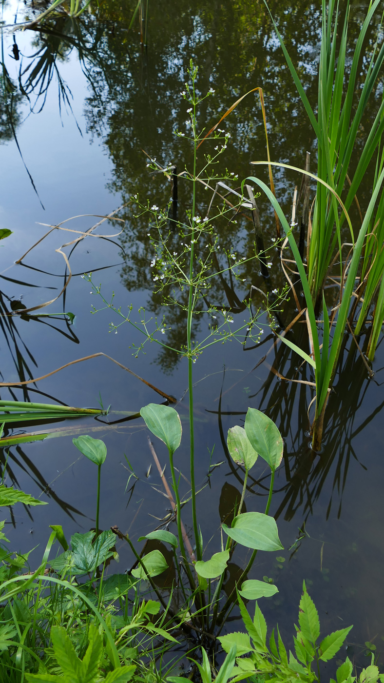 Image of Alisma gramineum specimen.
