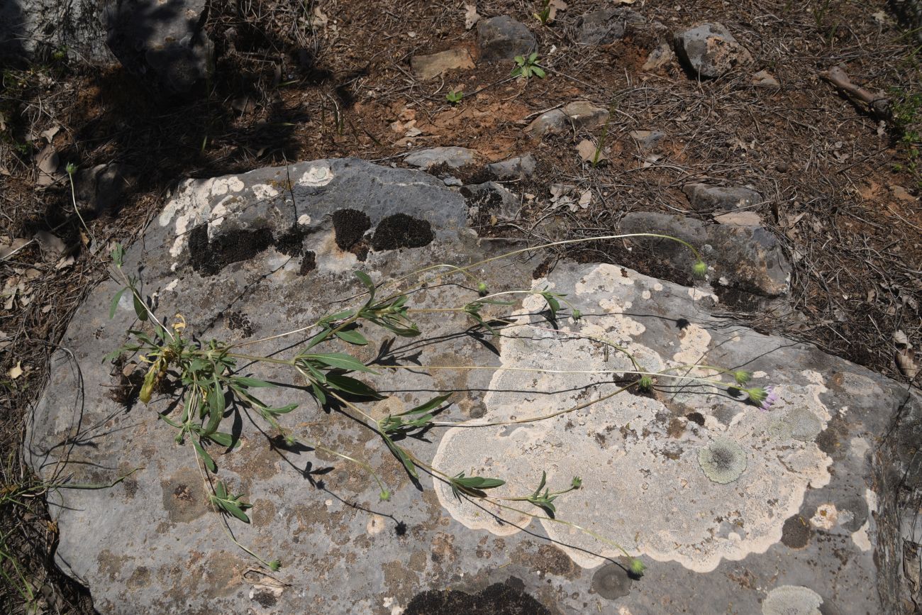 Image of Unknown species specimen.