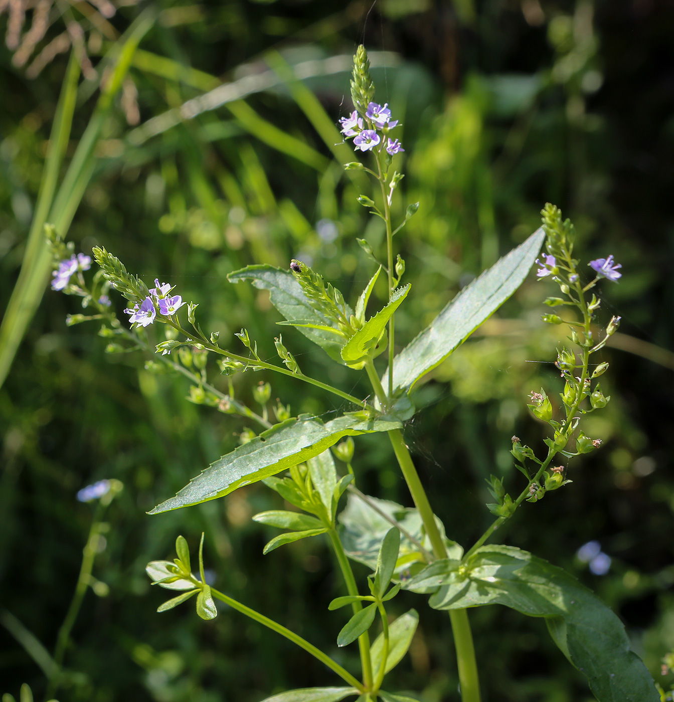 Изображение особи Veronica anagallis-aquatica.