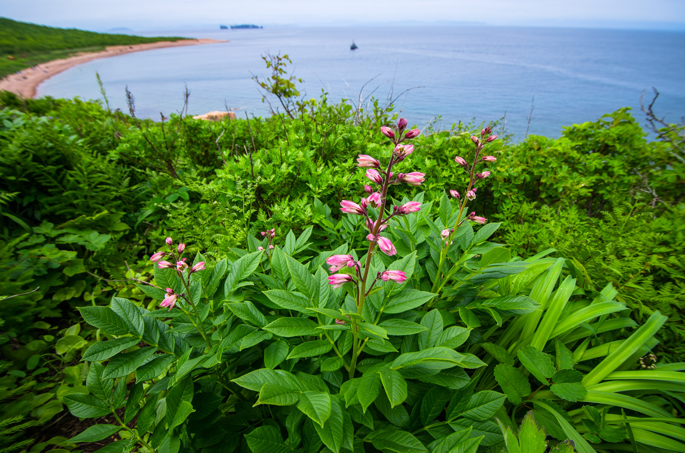 Изображение особи Dictamnus dasycarpus.