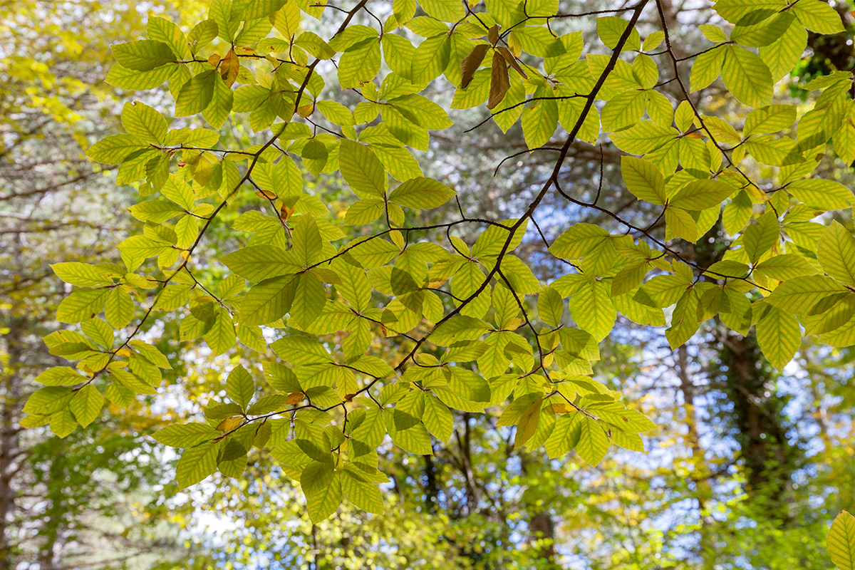 Изображение особи Fagus × taurica.