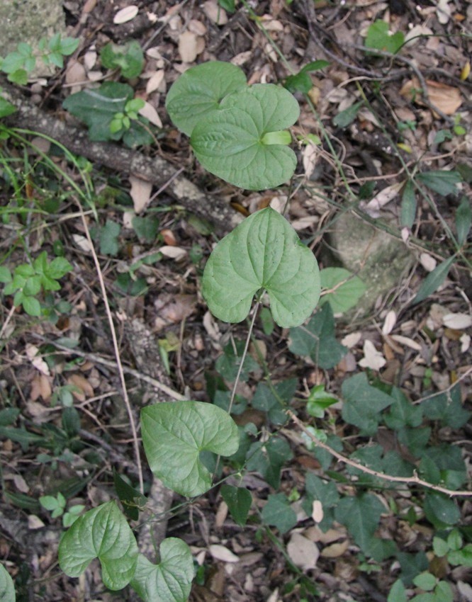 Image of Tamus communis specimen.