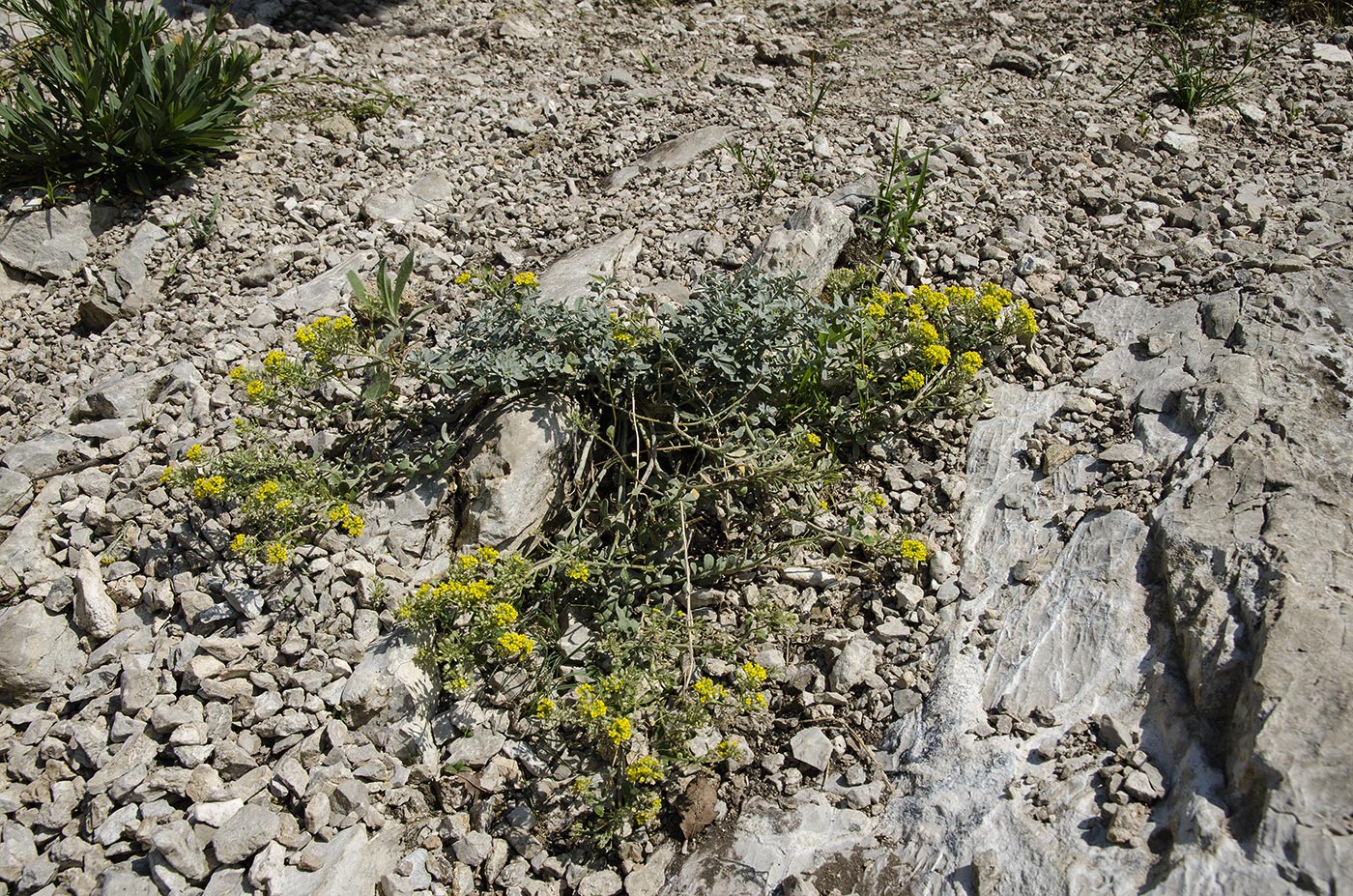 Image of Odontarrhena tortuosa specimen.