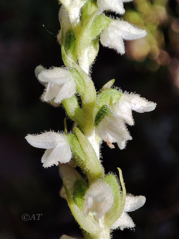 Изображение особи Goodyera repens.