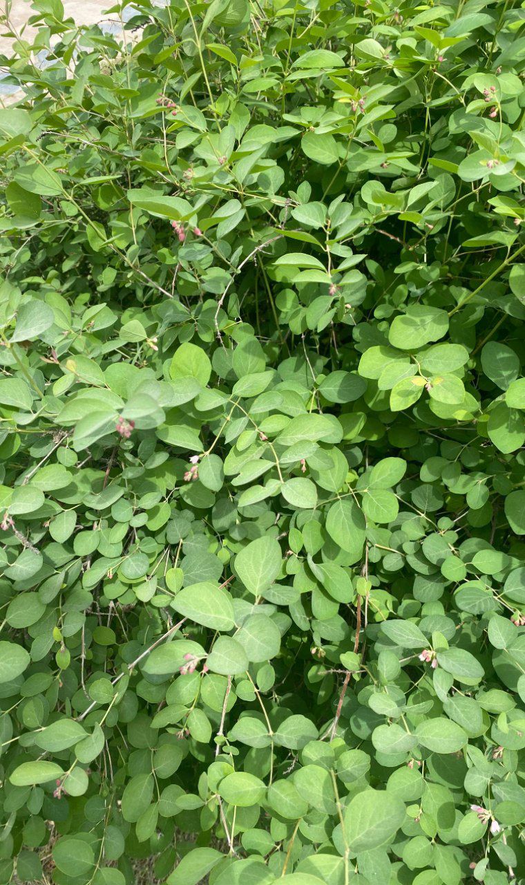 Image of division Magnoliophyta specimen.