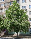 Aesculus hippocastanum. Цветущее растение. Волгоград, бул. Энгельса 36, озеленение. 15.05.2026.