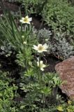 genus Anemone. Цветущее растение. Белгородская обл., пос. Ракитное, ул. Сосновая, 2, в культуре. 18 мая 2026 г.