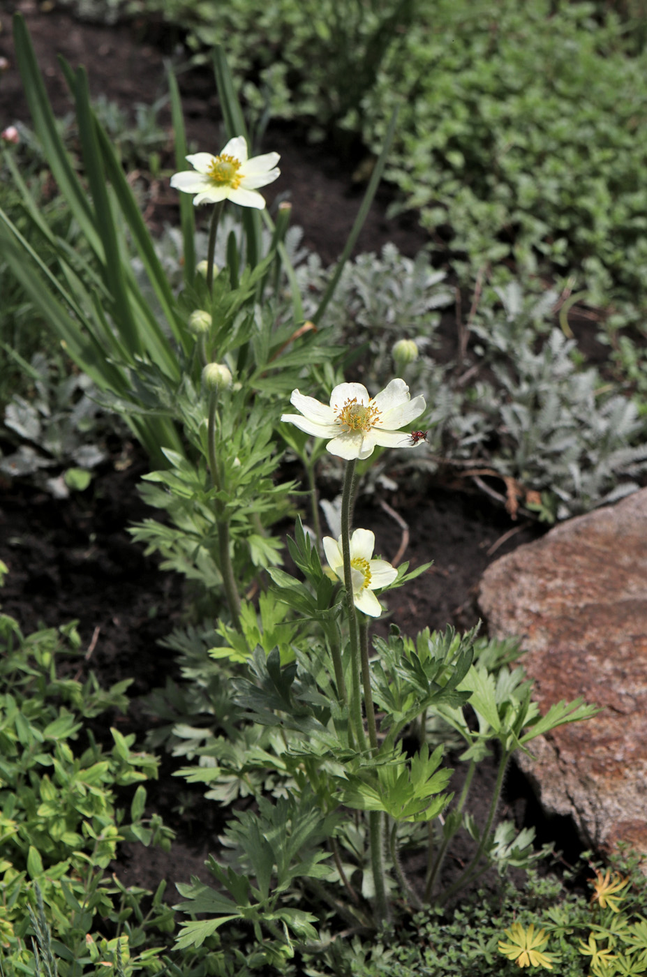 Image of Anemone lithophila specimen.