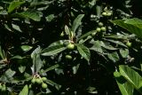 Eriobotrya japonica. Верхушки ветвей с незрелыми плодами. Грузия, г. Тбилиси, Старый Тбилиси. 5 июня 2026 г.