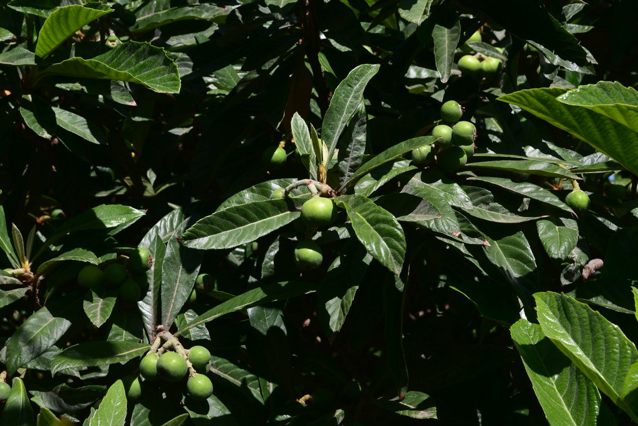 Image of Eriobotrya japonica specimen.