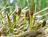 familia Cyperaceae. Расцветающие растения. Грузия, край Самцхе-Джавахети, Ниноцминдский муниципалитет, юго-восточный склон горы Патара-Абули, окр. крепости Кероглы, выс. ок. 2450 м н.у.м. 7 июня 2026 г.
