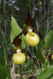 Cypripedium calceolus. Цветки. Ленинградская обл., Ломоносовский р-н, окр. пос. Глядино, сырой луг на известняке. 7 июня 2026 г.
