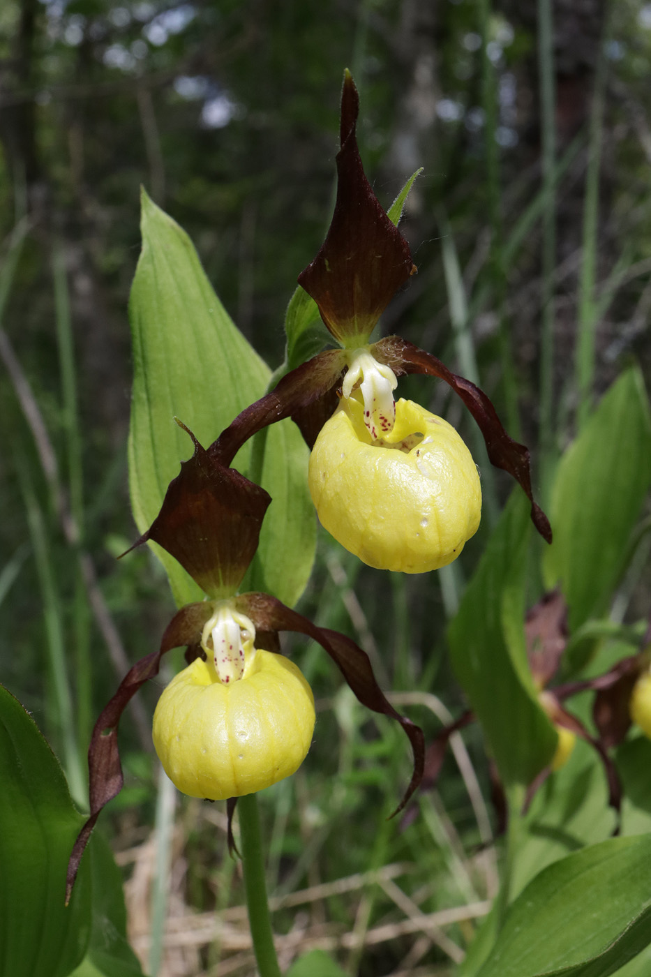 Image of Cypripedium calceolus specimen.