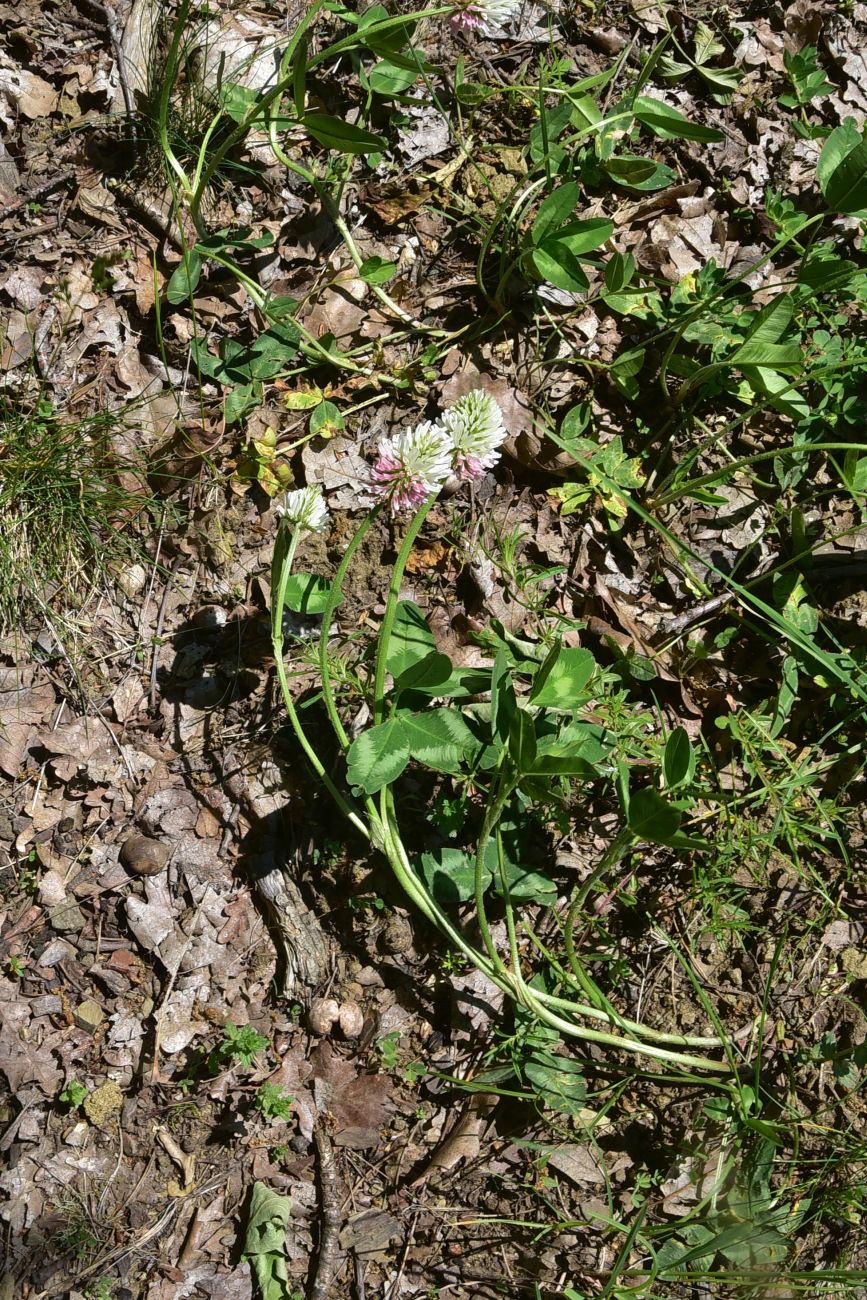 Image of genus Trifolium specimen.