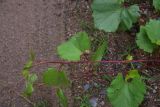 род Vitis